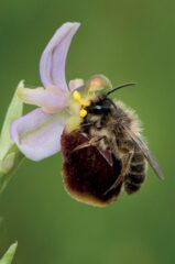 Ophrys_apifera 41477_2015_Article_BFnplants201556_Fig1_HTML