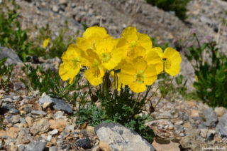 Papaver alpinum