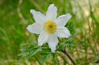 Pulsatilla alpina