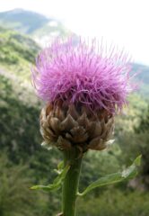 Rhaponticum Bicknellii