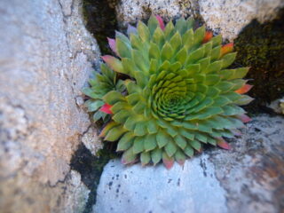 Sax. Florulenta rosetta