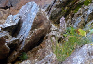 Saxifraga Florulenta 2011 1.5mb