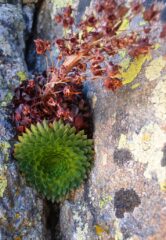 Saxifraga florulenta rosetta
