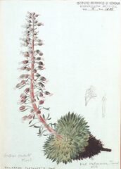 Saxifrage Bicknell 2020-08-10 at 12.33.13