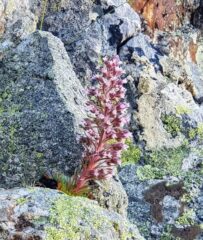 Saxifrage WhatsApp Image 2020-08-10 at 13.37.36_c