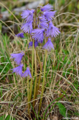 Soldanella alpina