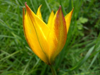 Tulipa australis 27.6.2014 628