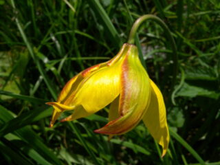 Tulipa australis 27.6.2014 633