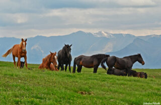 Wild horses