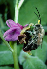 Bee pollinating Ophrys orchid