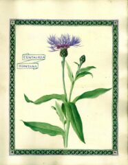 inst36_Centurea Alpina