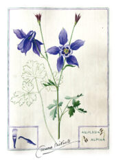 postcard_9_Aquilegia