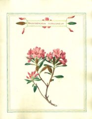 rhodedendron_Insta_40_Casa_3_Page_06 27_12b