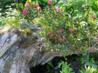 rhodedendron_Insta_40_Massardo_20200624_103122