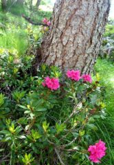 rhodedendron_Insta_40_Massardo_20200813_083804