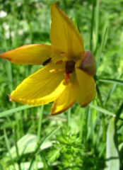 tulipa australis – Colle di Tenda