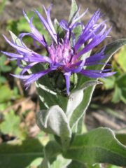 venerdi 21.8.2009 anello di reisassa 014